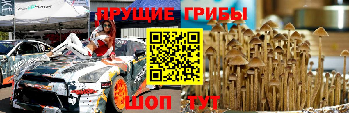 Псилоцибиновые грибы Magic Shrooms  Вход с VPN  Галлюциногенные грибы Magic Shrooms  Заринск 